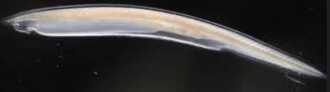 Protochordates-The appearance of the notochord