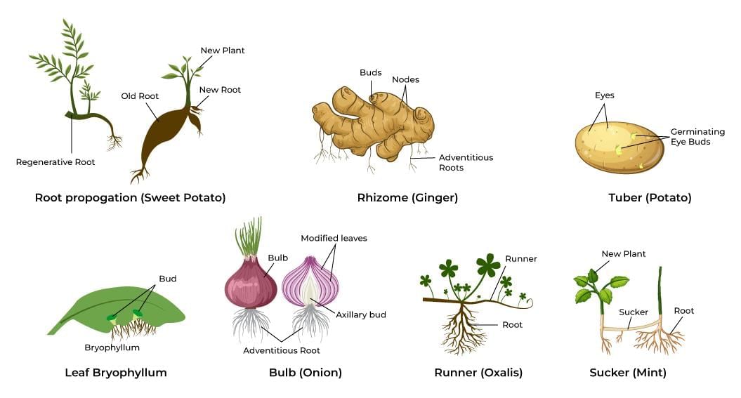 Plant Reproduction Chapter Notes | Science Class 5 ICSE