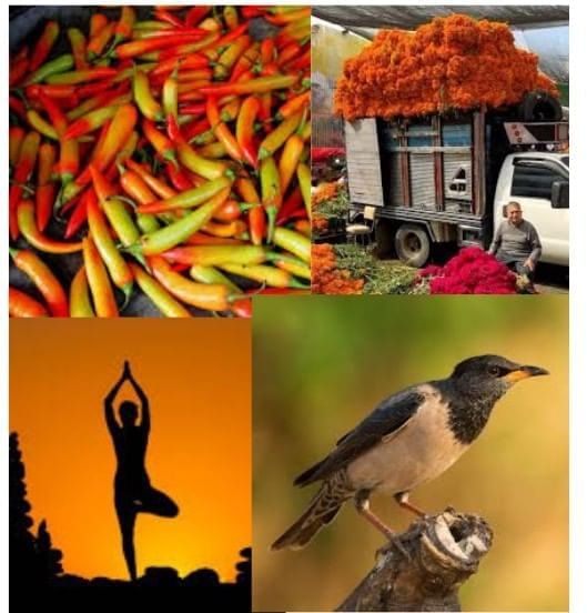 Unit Test (Solutions): Earth — Our Shared Home | Our Wondrous World  Class 5 - New NCERT