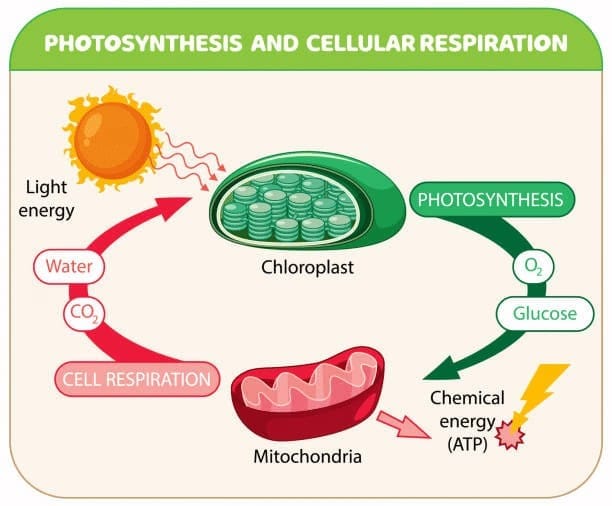 1. Introduction to Plant Respiration