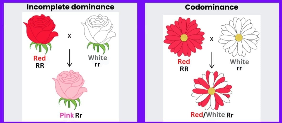 2.1 Types of Dominance