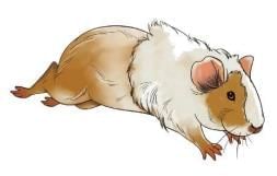 Summary: The Guinea Pig | English Class 3 ICSE