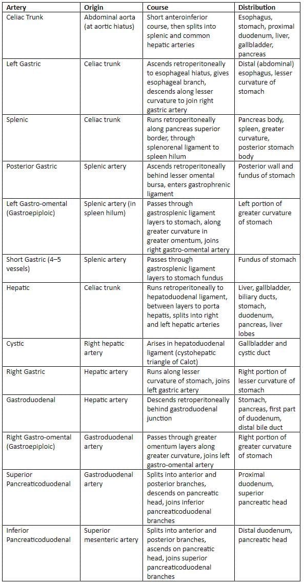 Collateral Circulation