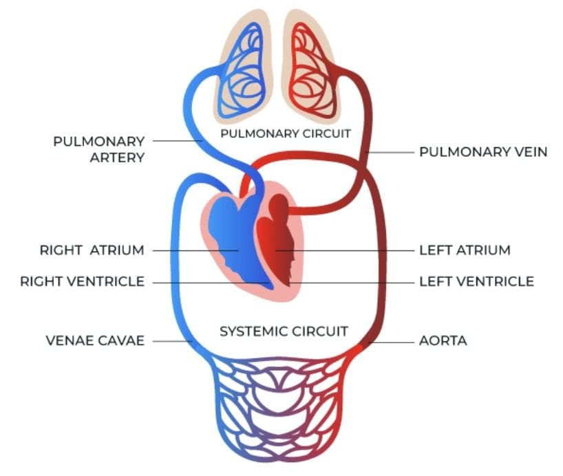 Previous Year Questions 2025