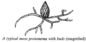 What is protonema? | Socratic