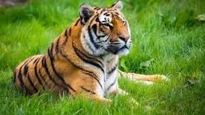 Guidelines on Religious Structures in Wildlife Sanctuaries