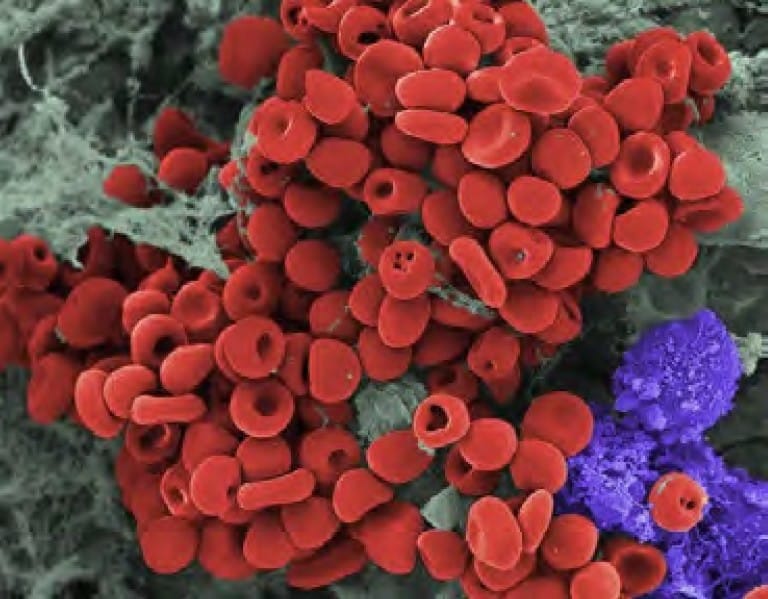 Different types of cells