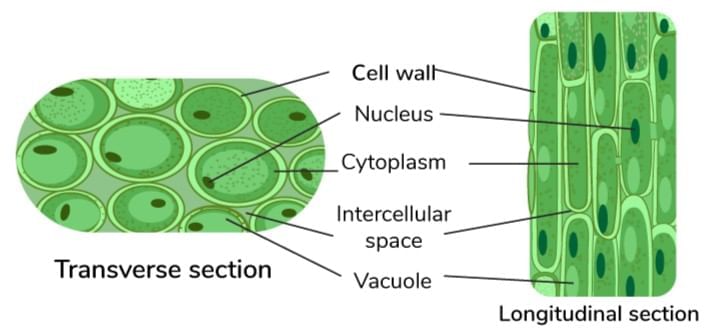Tissues Class 9 Notes Science Chapter 6