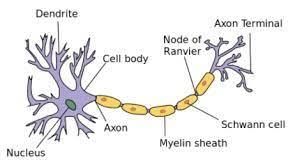 Nervous System - 2 Class 5 Worksheet Science