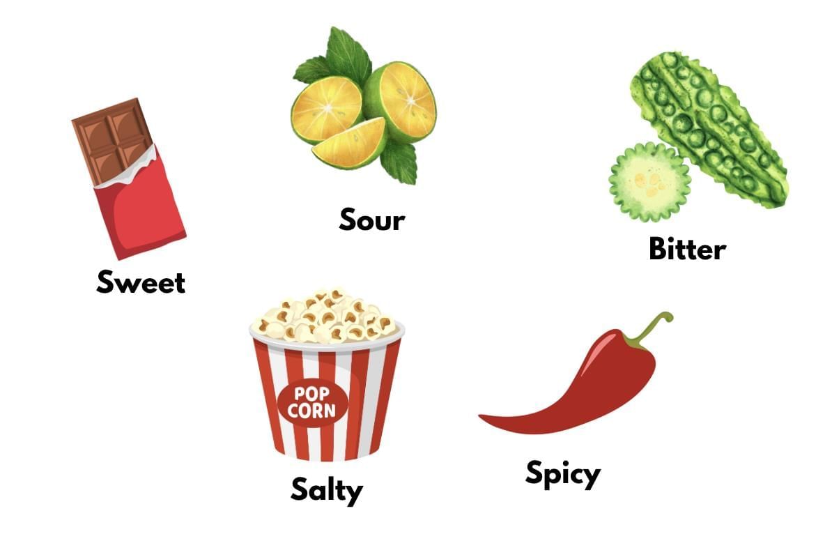 Notes: Words Related to Food | English Olympiad for Class 3