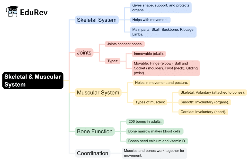 Mind Map: Skeletal & Muscular System | Science Class 5