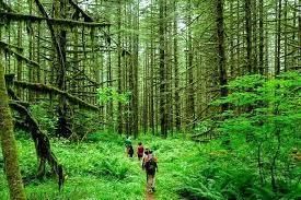 Forest and Wildlife - 1 Class 4 Worksheet SST