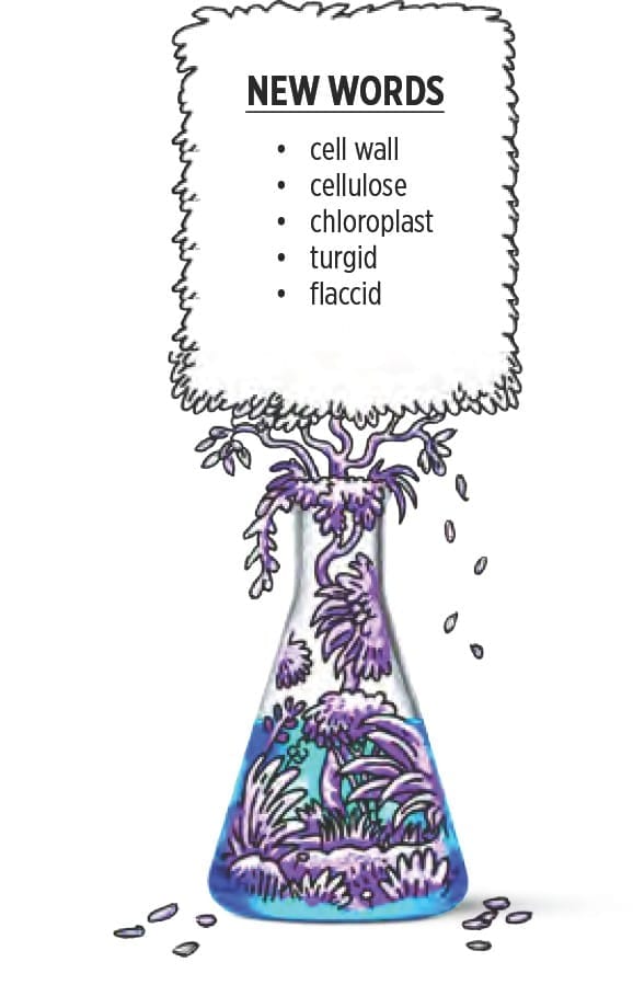 ACTIVITY: Identify differences between plant and animal cells