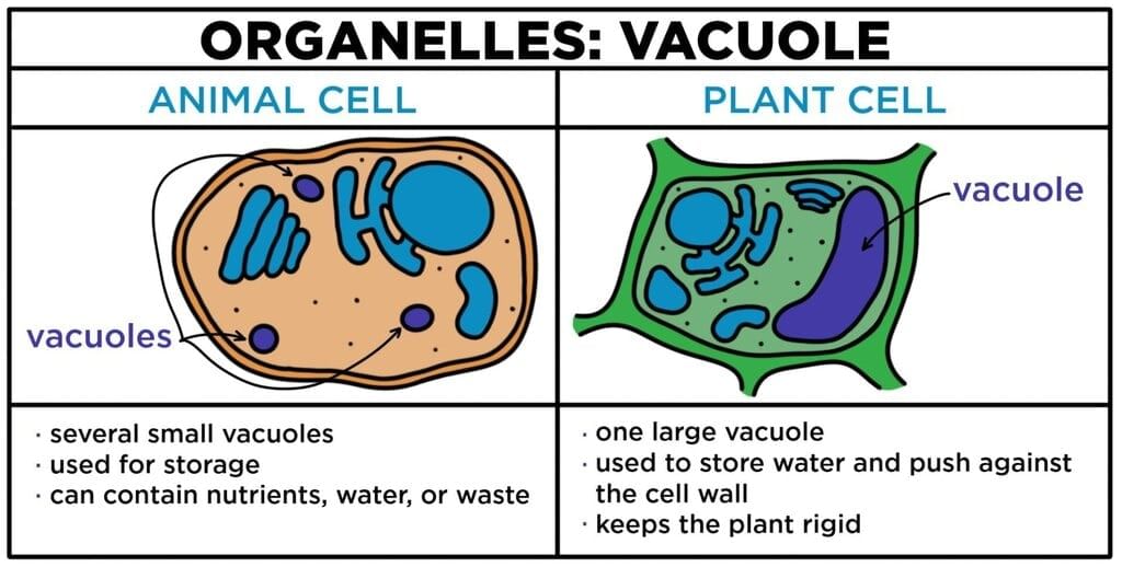 The Fundamental Unit of Life Class 9 Notes Science Chapter 5