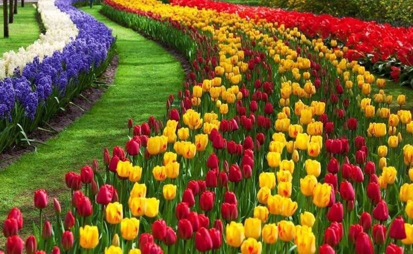 Spring in Kashmir : A Blooming Symphony of Colors and Freshness - Charzan Holidays