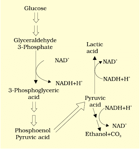 Cheat Sheet : Respiration in Plants | Biology Class 11 - NEET