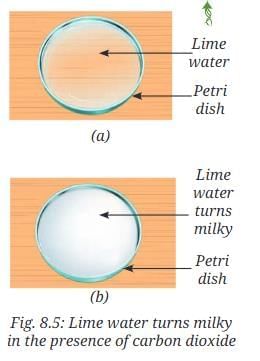 NCERT Based Activity: Nature of Matter: Elements, Compounds, and Mixtures | Science Curiosity Class 8 -  New NCERT