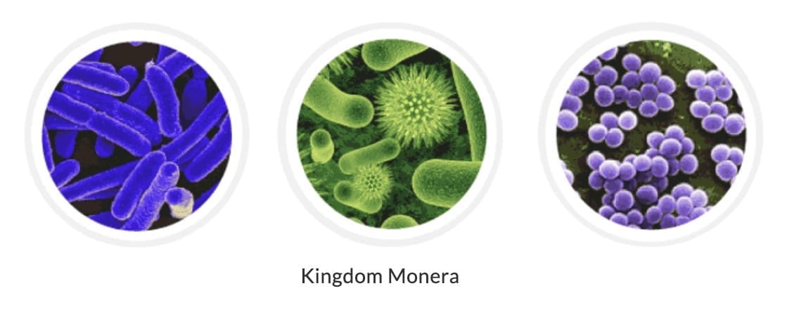 6.1 Kingdom Monera - Unicellular Prokaryotes
