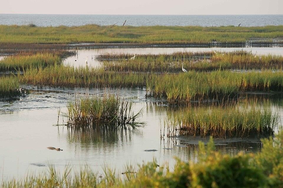 Summary: Marshlands | Gul Mohar Class 8: Book Solutions, Summaries & Worksheets