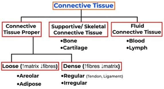 1.4 Connective Tissue Types