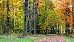 Forest and Wildlife - 1 Class 4 Worksheet SST