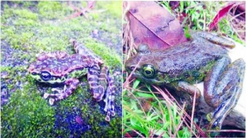 Discovery of New Bush Frogs in Meghalaya