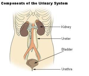 Revision Notes: The Excretory System [Elimination of Body Wastes] | Biology for SSS 2