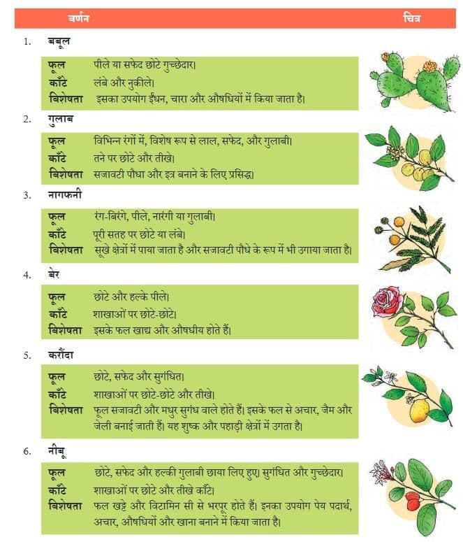 NCERT Solutions for Class 7 Hindi Chapter 3 फूल और काँटा