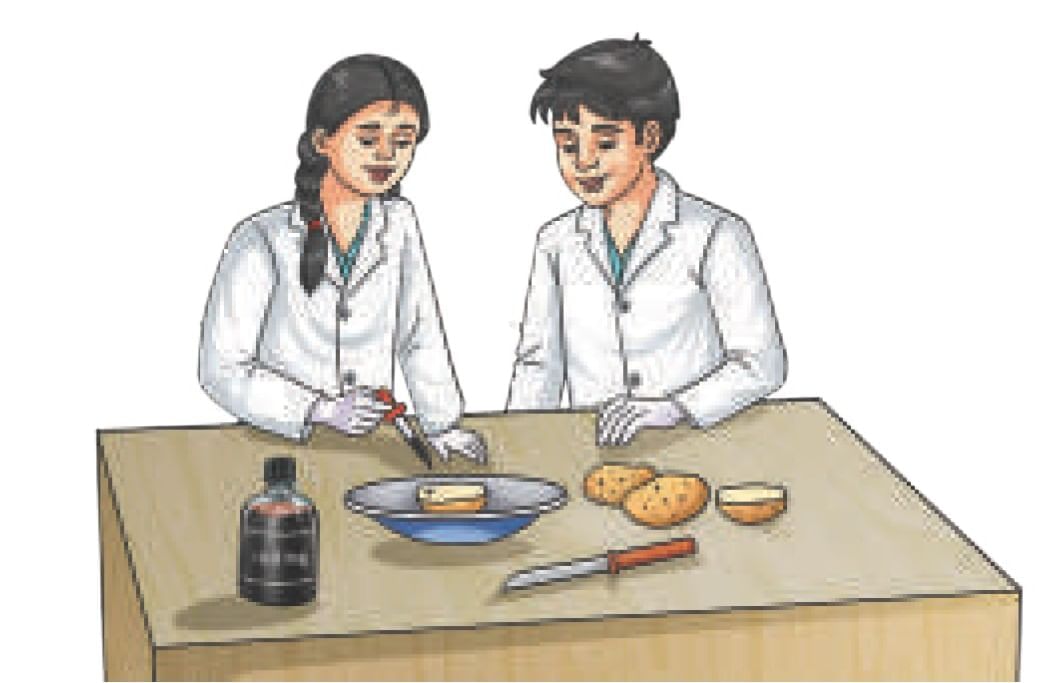 NCERT Based Activity:: उचित आहार— स्वस्थ शरीर का आधार | विज्ञान (जिज्ञासा) कक्षा 6 - Class 6