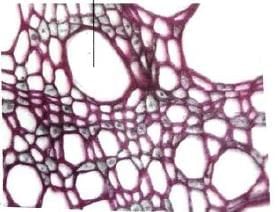 Plant and Animal Tissues Chapter Notes | Biology Class 7 ICSE