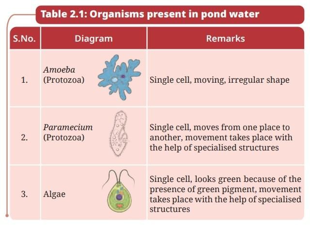 NCERT Based Activity: The Invisible Living World: Beyond Our Naked Eye | Science Curiosity Class 8 -  New NCERT