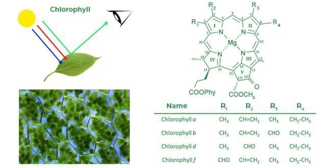 Revision Notes: Photosynthesis - Provider of Food for All | Biology Class 10 ICSE