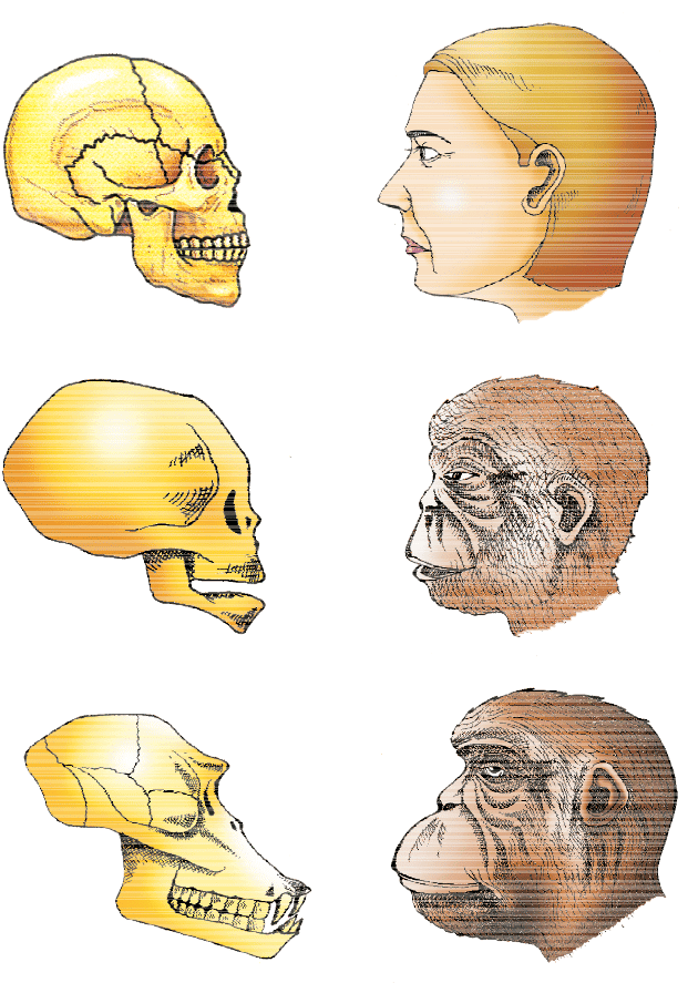 A comparison of the skulls of adult modern human being, baby chimpanzee and adult chimpanzee. The skull of baby chimpanzee is more like adult human skull than adult chimpanzee skull