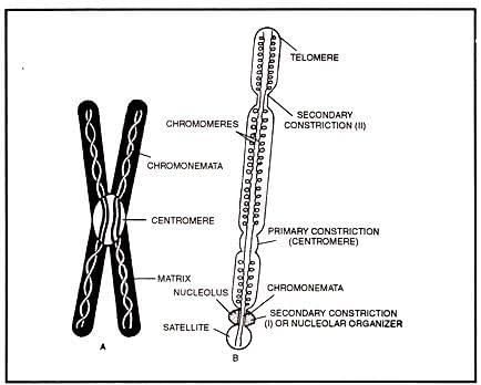 Revision Notes: Structure of Chromosomes, Cell Cycle and Cell Division | Science for Grade 6