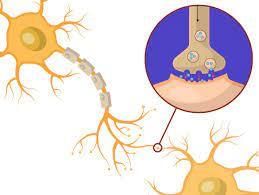 Nervous System - 2 Class 5 Worksheet Science