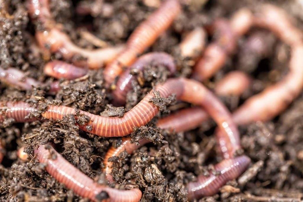 Interdependence of Living Beings - Plants and Animals Chapter Notes | Science Class 5 ICSE