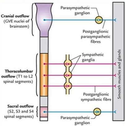 Neuroanatomy - 4 Chapter Notes | Anatomy - NEET PG