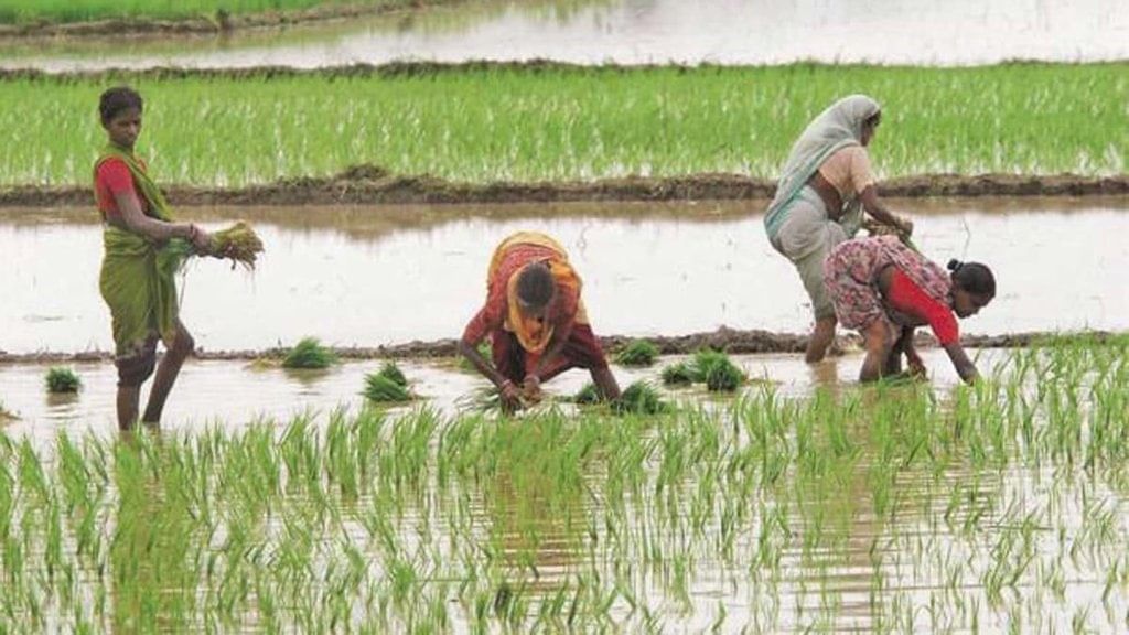 Morning Star Textbook Solutions: Agriculture in India I-Food Crops | Geography Class 10 ICSE