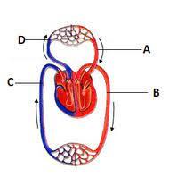 The given figure shows the schematic plan of blood circulation in humans  with labels A to D. Identify the label and give its function?