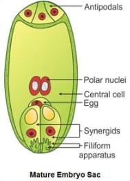 Long Answer Type Questions (5 Marks)