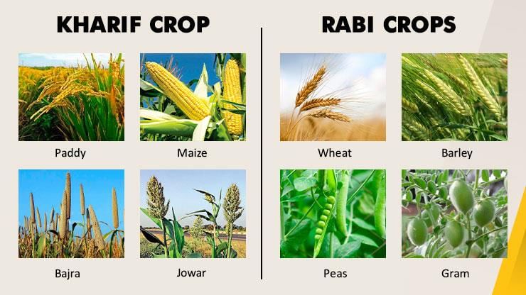 Revision Notes: Agriculture in India I-Food Crops | Geography Class 10 ICSE