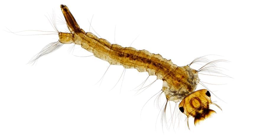 A Treat for Mosquitoes - 1 Class 5 Worksheet EVS Chapter 8