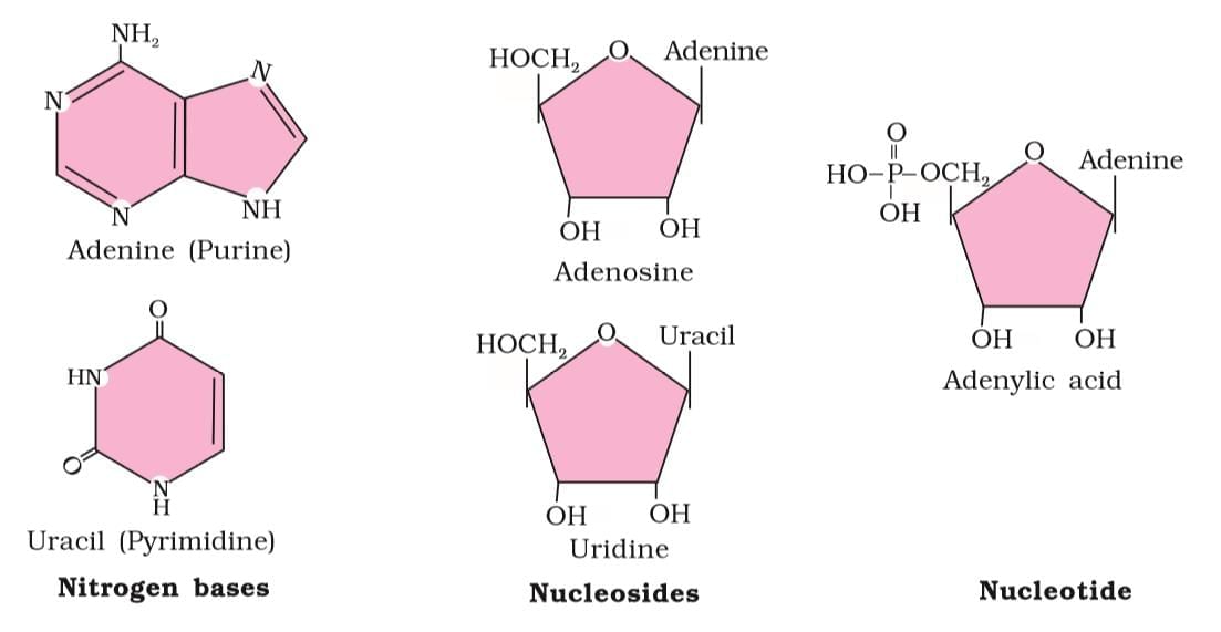 Cheat Sheet : Biomolecules | Biology Class 11 - NEET