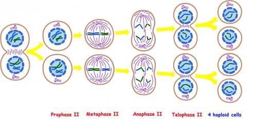 Revision Notes: Structure of Chromosomes, Cell Cycle and Cell Division | Science for Grade 6