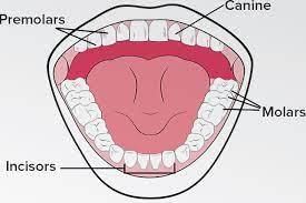 Class 4 Science - Digestive System - CBSE Worksheets Solutions - 1