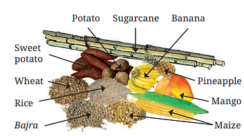 1. Carbohydrates