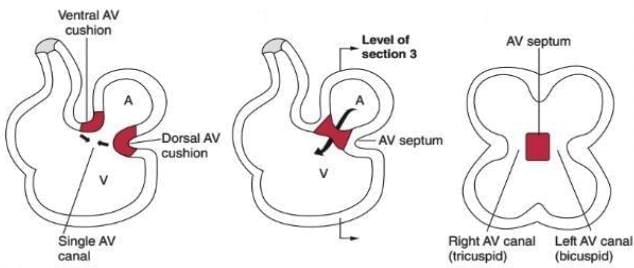 Thorax - 1 Chapter Notes | Anatomy - NEET PG