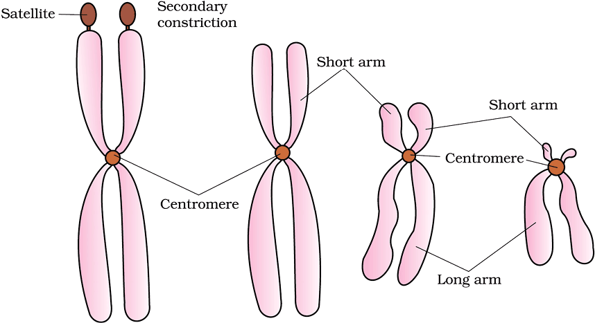 7.8 Types of Chromosomes Based on Centromere Position