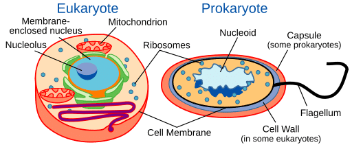 The Fundamental Unit of Life Class 9 Notes Science Chapter 5