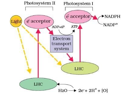 Important Diagrams: Photosynthesis in Higher Plants | Biology Class 11 - NEET